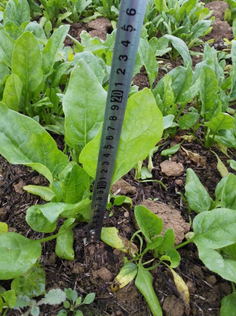 越冬菠菜15~20厘米