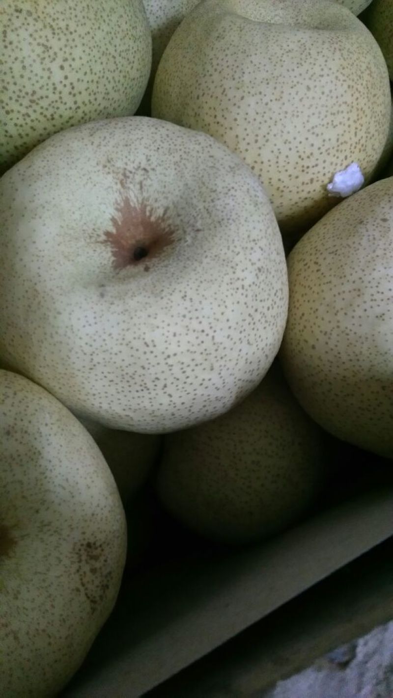 砀山梨200~250g光果