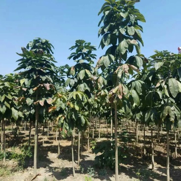 七叶树10~20cm50~100cm