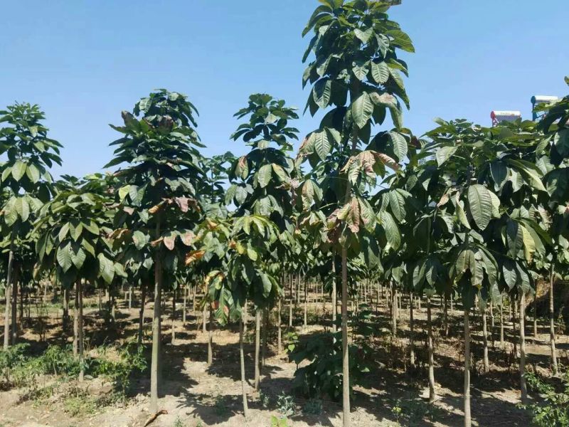七叶树10~20cm50~100cm