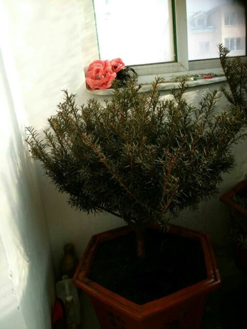 东北红豆杉苗30~40cm