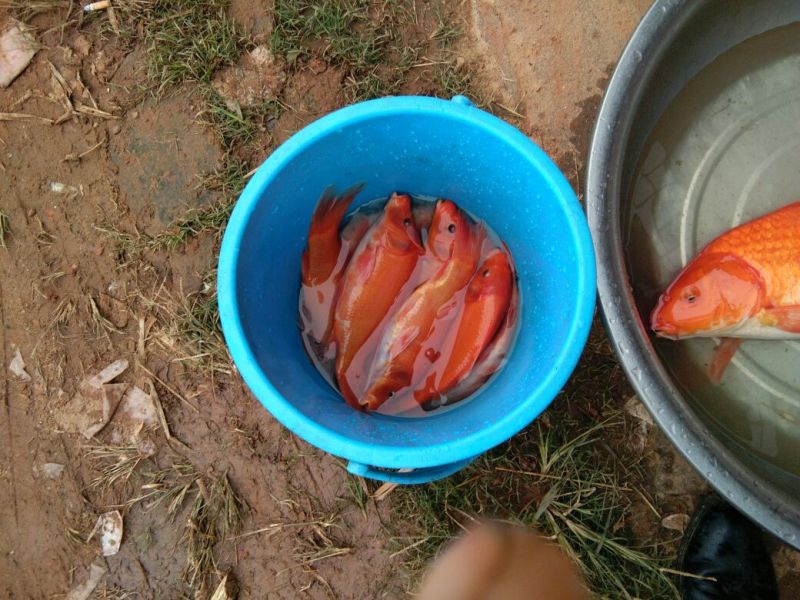 红鲤水花
