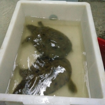 甲鱼野/生甲鱼江河大货送礼佳品自恰味美