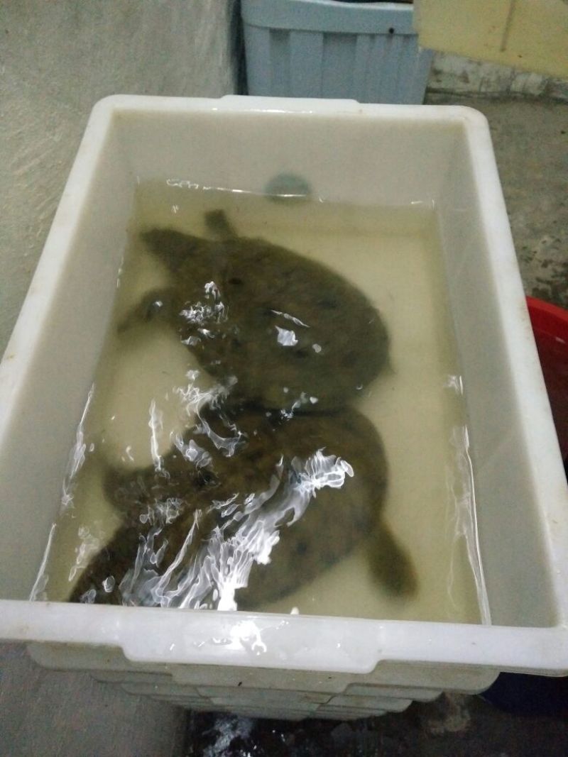 甲鱼野/生甲鱼江河大货送礼佳品自恰味美