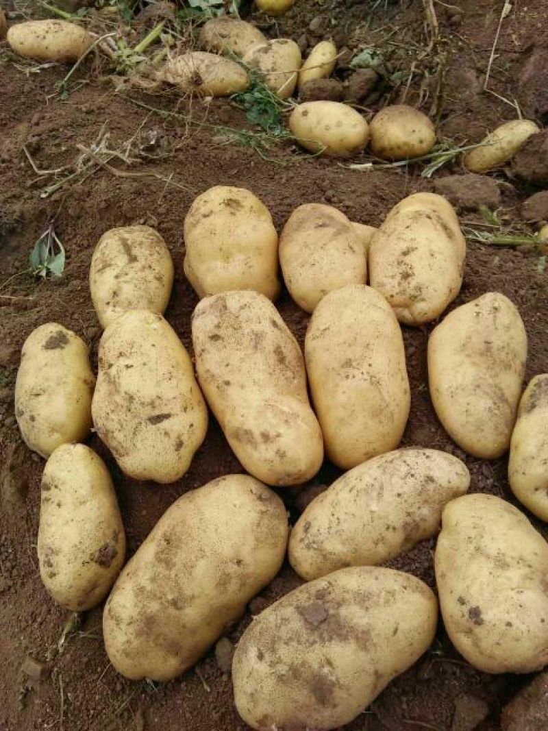荷兰十五土豆3两以上个头大，颜色亮，薯型好，保鲜好
