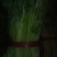 西芹55cm以上