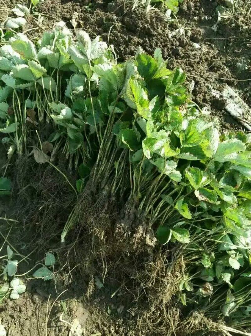 甜查理草莓苗10~20cm
