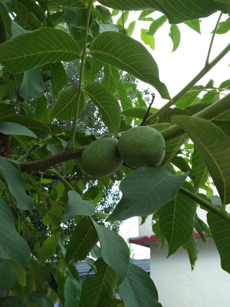 香玲核桃苗50~100cm一年苗