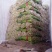 西芹50cm以上