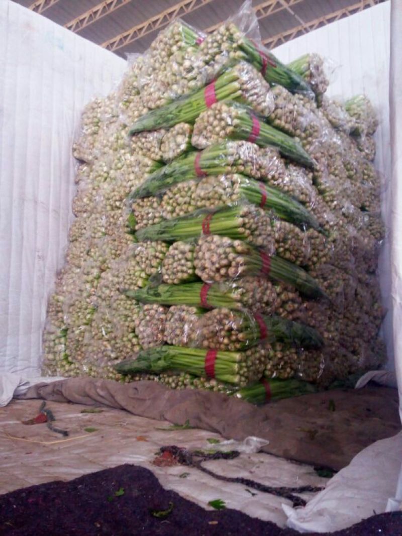 西芹50cm以上