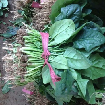 全能菠菜