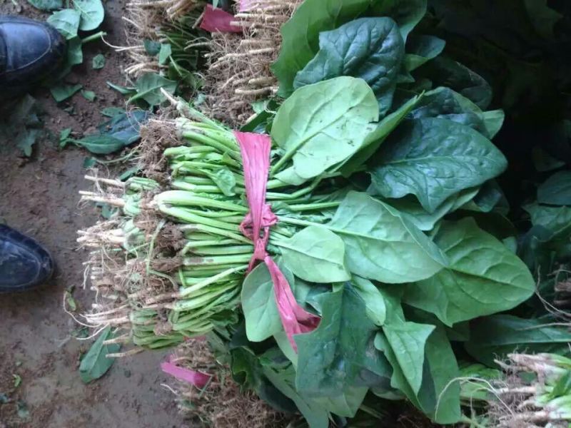 全能菠菜