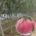 红富士苹果苗烟富8号烟富10号苹果苗基地直销