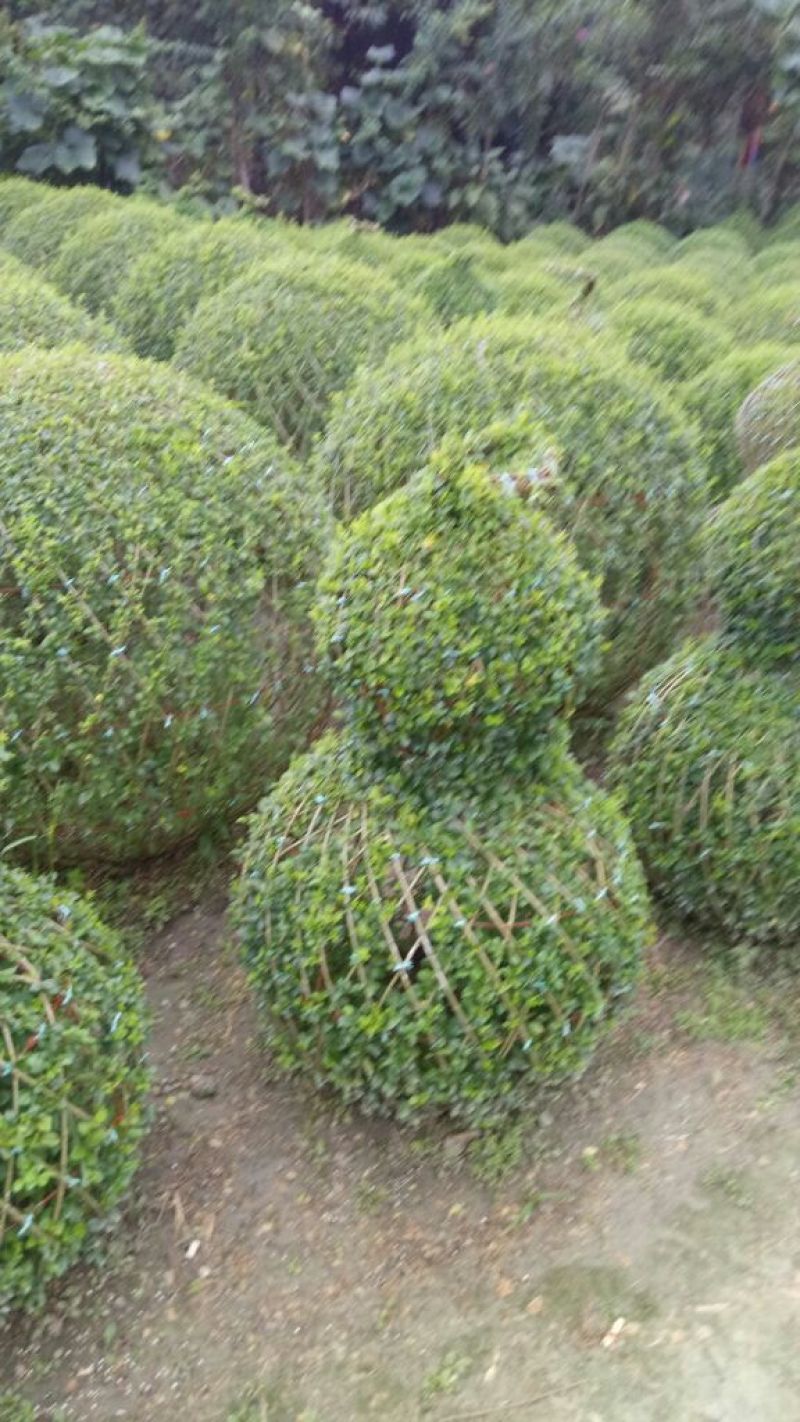 女贞4cm以下