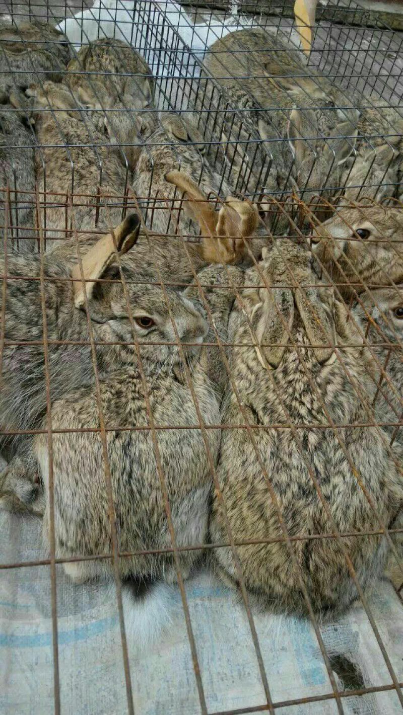 德系獭兔獭兔种兔