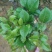 七芯茶花