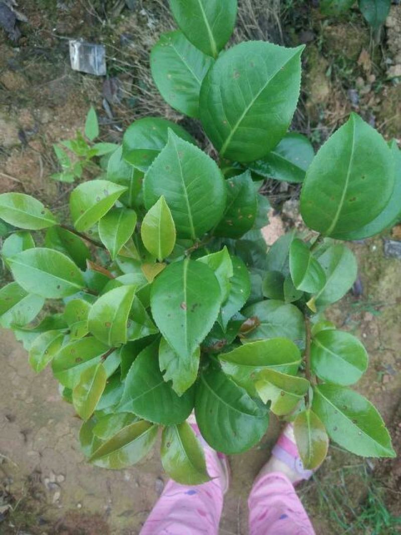 七芯茶花