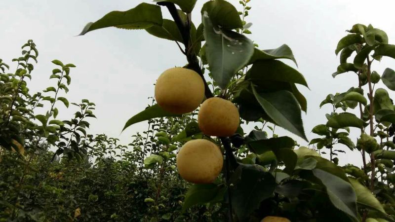 黄金梨250~300g纸箱