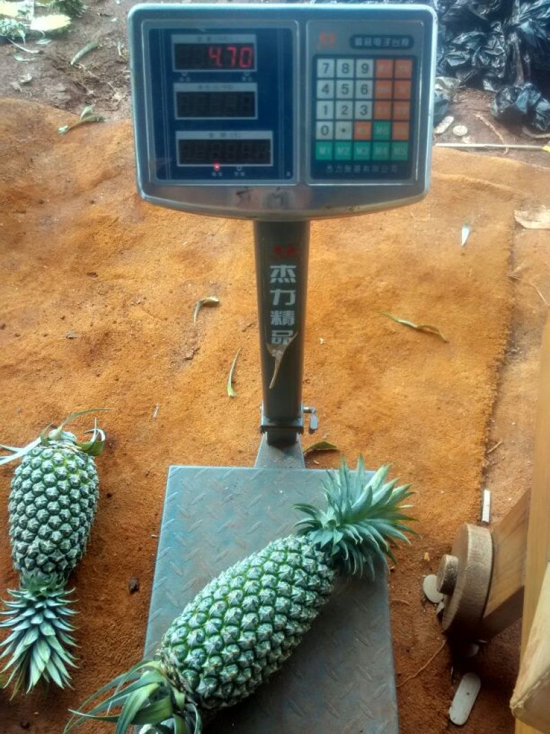 海南风梨金钻十六号凤梨欢迎来电地头装货