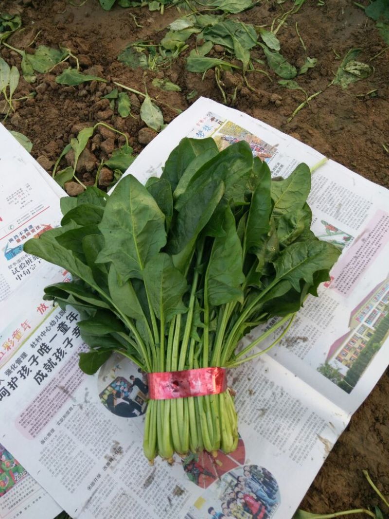 大叶菠菜20~25厘米