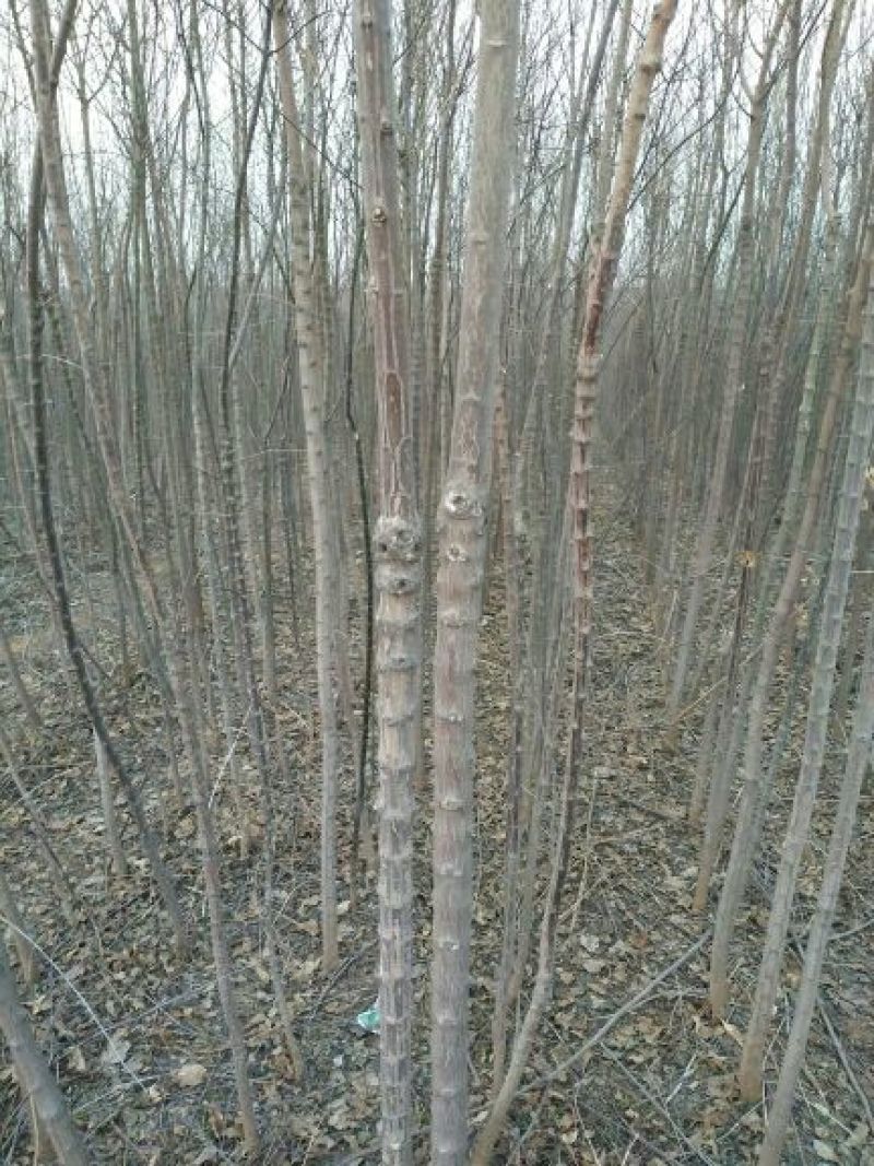 丝绵木261~300cm