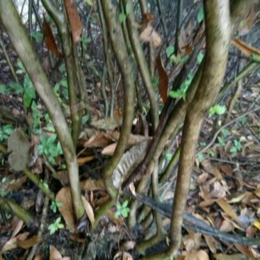 映山红5~10cm