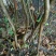 映山红5~10cm