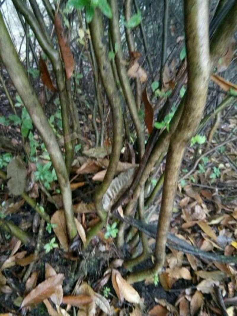 映山红5~10cm