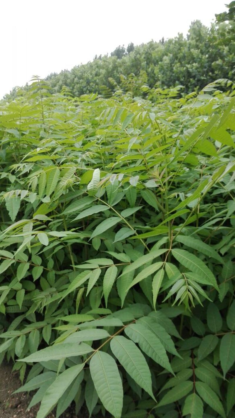 香椿81~110cm