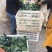 优秀西兰花