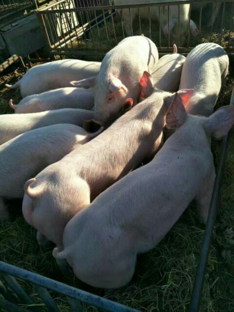 山东土仔猪常年供应品种齐全防疫到位猪场直供