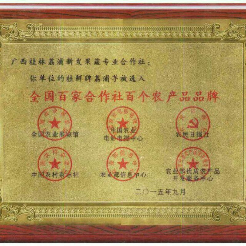 沙糖桔苗，杯苗价格优惠沙糖桔苗，杯苗价格优惠