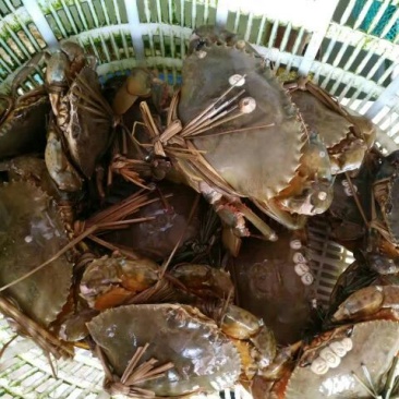 锯缘青蟹食用雌蟹