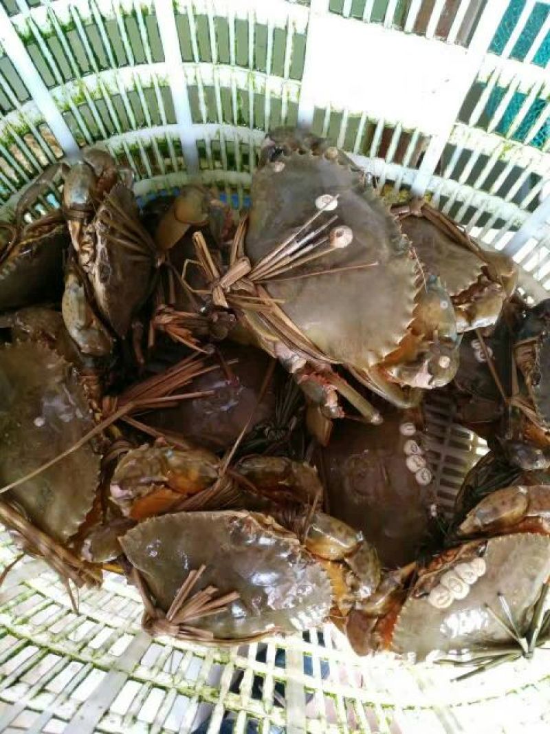 锯缘青蟹食用雌蟹