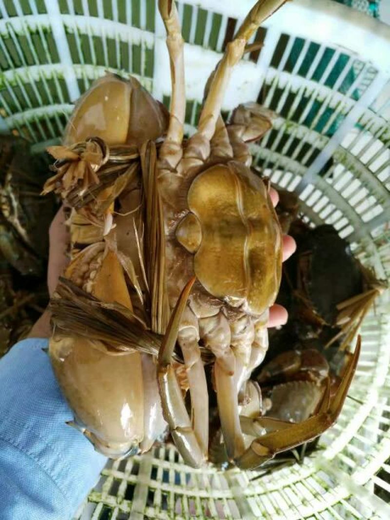 锯缘青蟹食用雌蟹