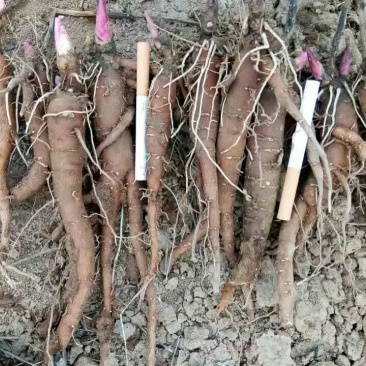 白芍种苗