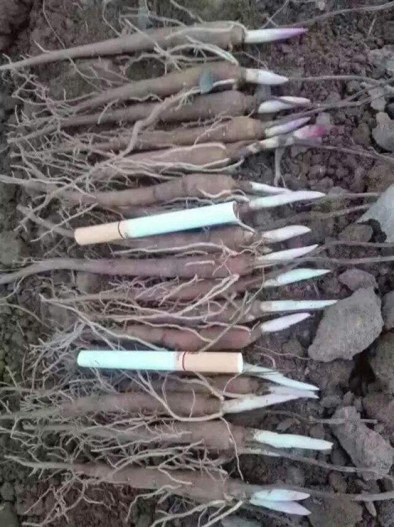 白芍种苗