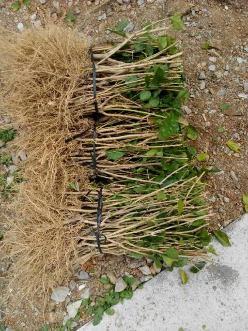 茉莉花苗30~50cm
