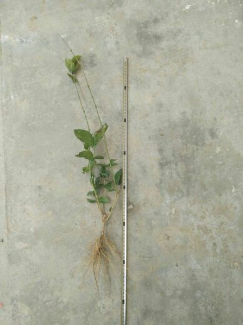 茉莉花