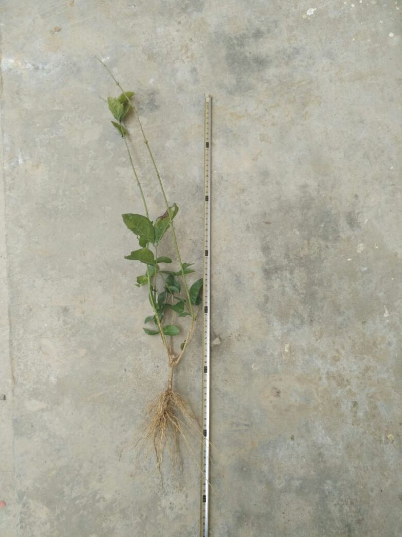 茉莉花