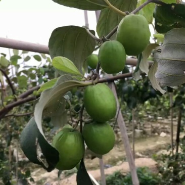 枣树苗30~50cm