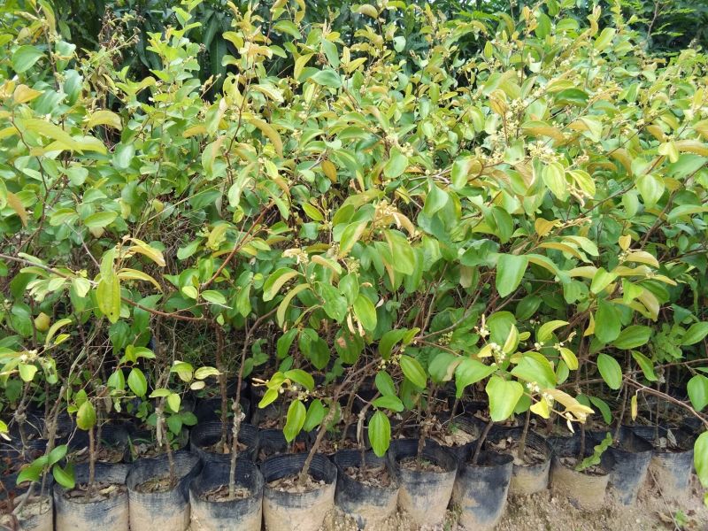 枣树苗30~50cm