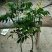 龙眼树苗30~50cm