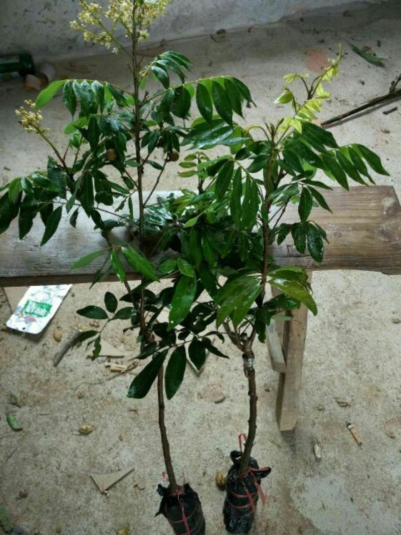 龙眼树苗30~50cm