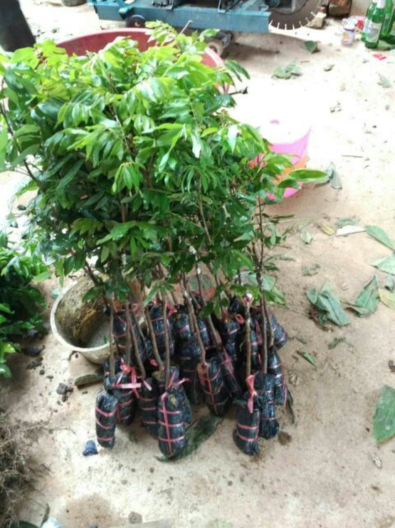 龙眼树苗30~50cm