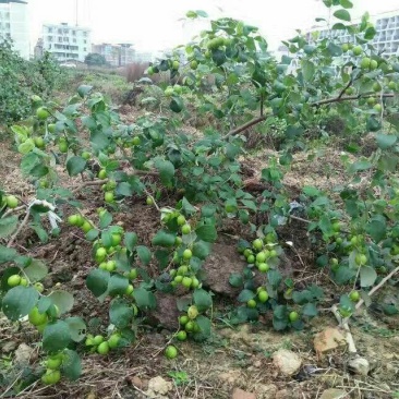 枣树苗30~50cm
