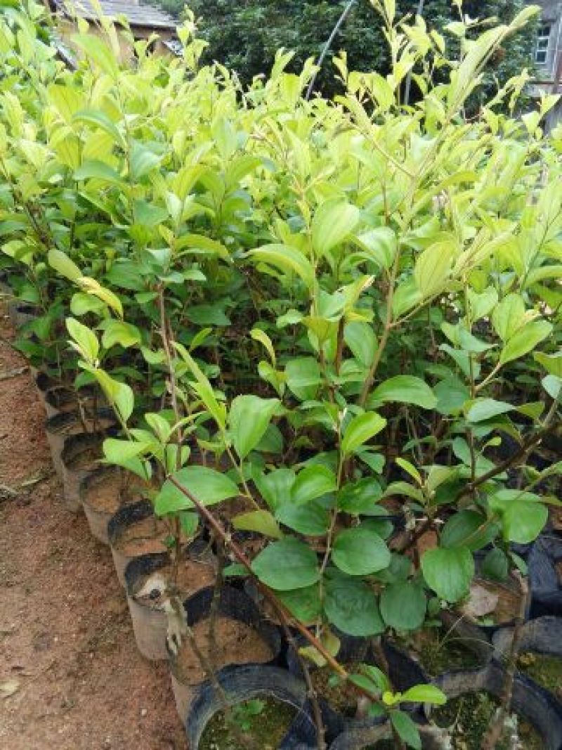 枣树苗30~50cm