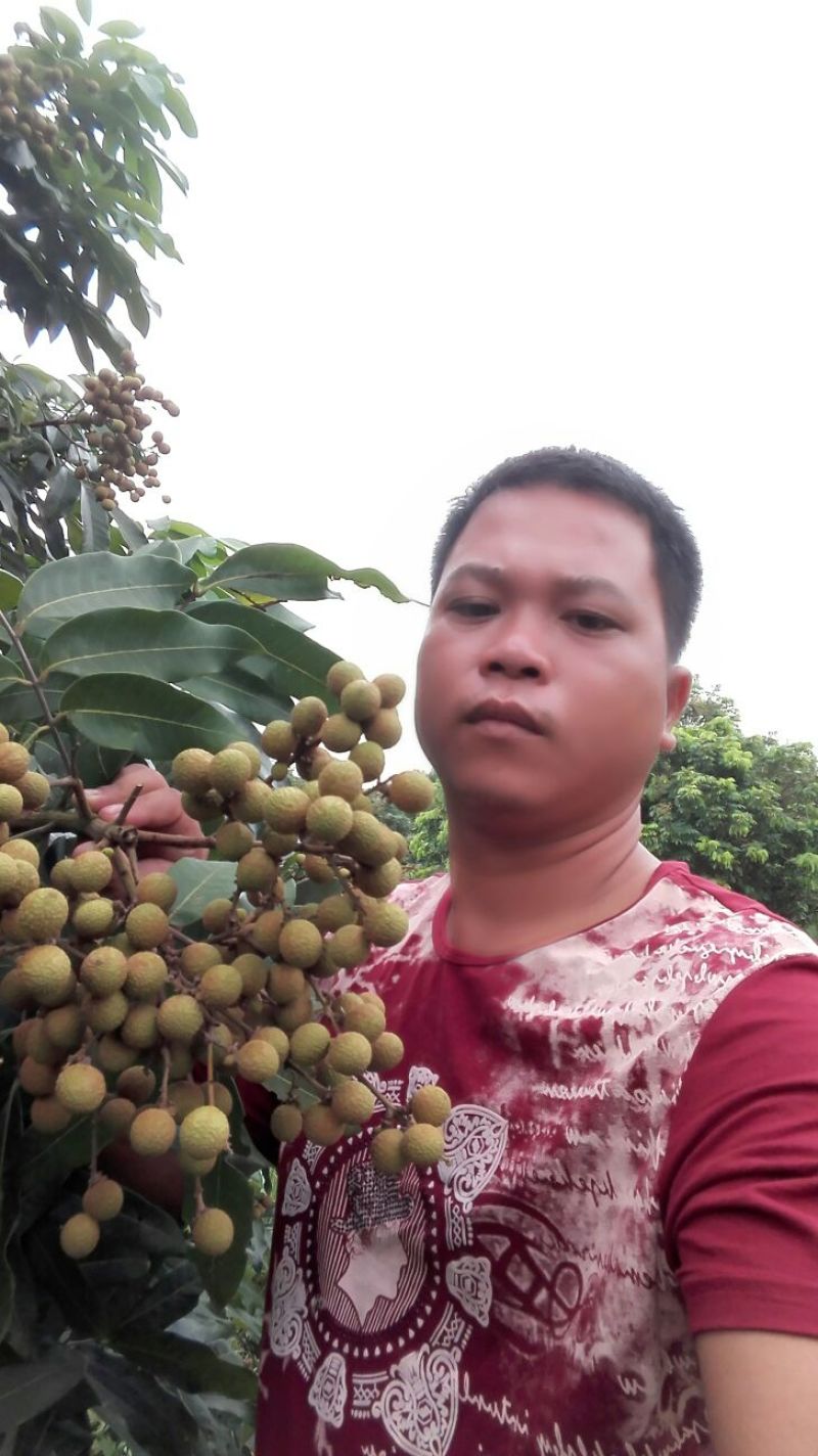 龙眼树苗30~50cm
