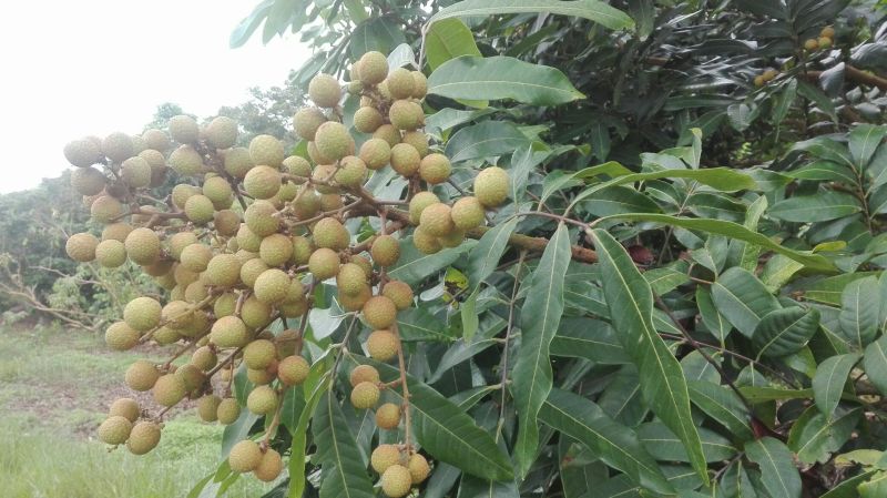 龙眼树苗30~50cm