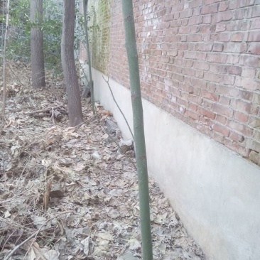 梧桐树141~170cm